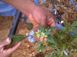 Arandanos Pichupampa (1)