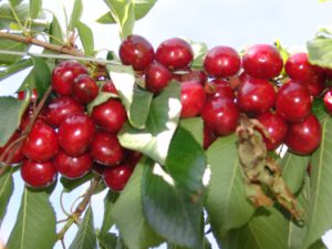 Cereza planta (1)