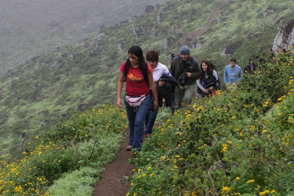 lomas de lucumo