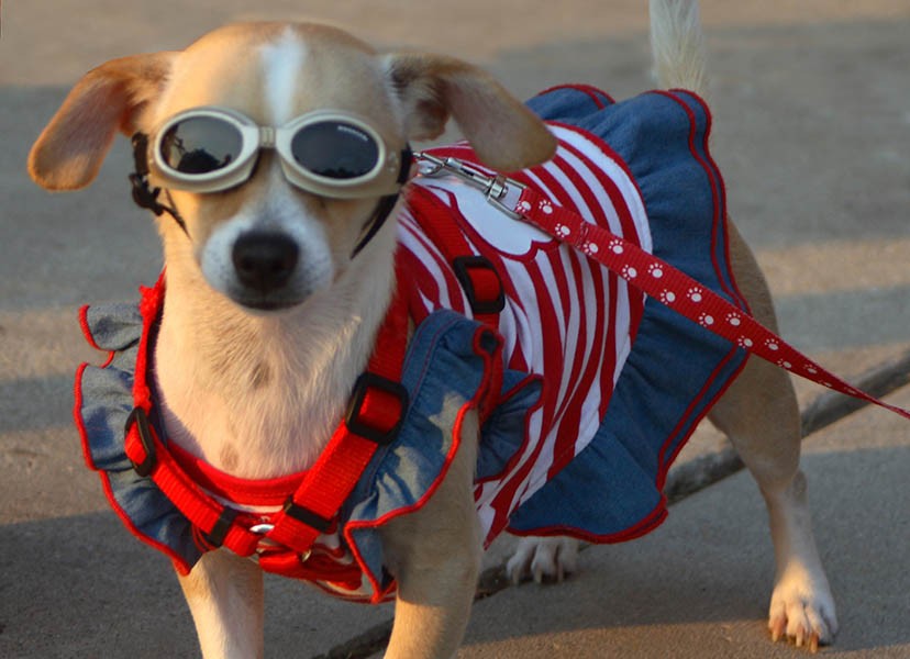 ¿Cómo ganar dinero con artículos para mascotas?