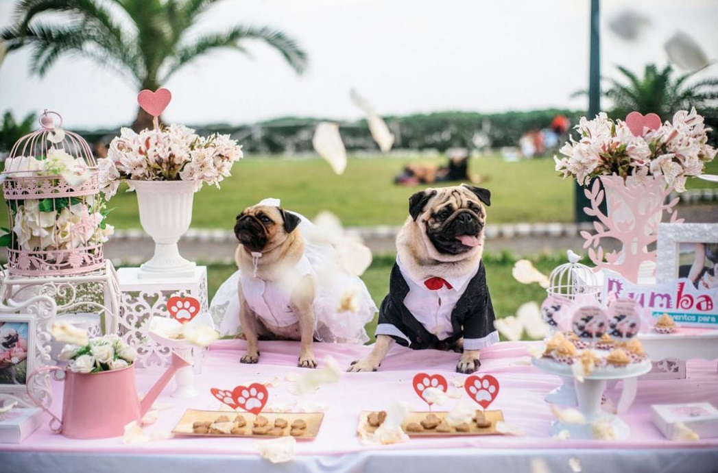 6 negocios para atender a las mascotas