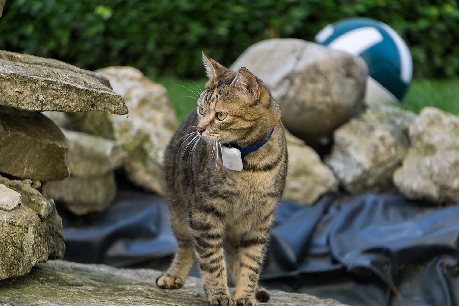 7 Ideas innovadoras en el rubro de mascotas