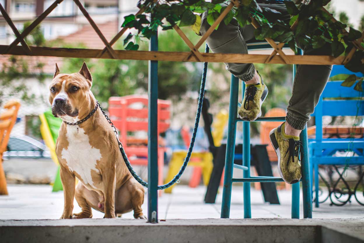 7 Negocios innovadores para mascotas
