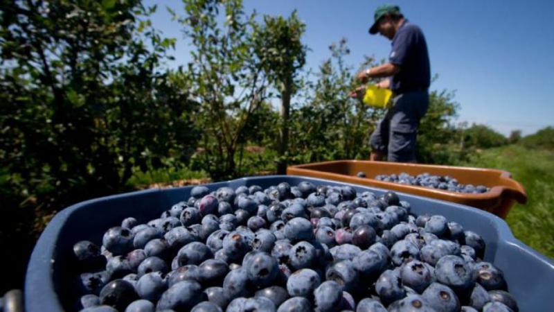 4 Agroexportaciones más demandadas