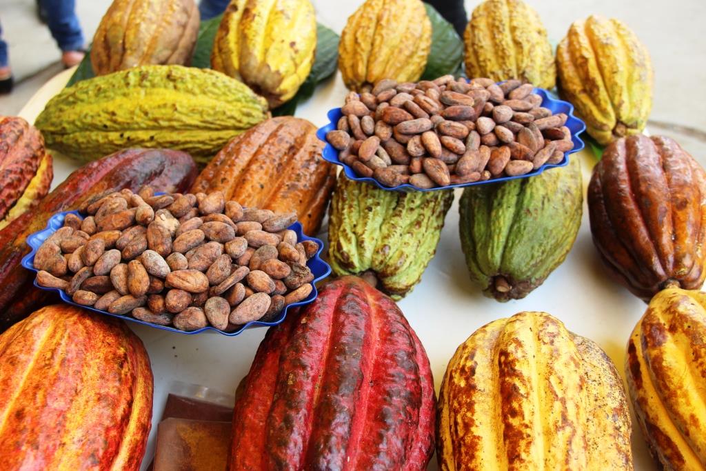 COVID-19: Negocio de cacao con fuertes pérdidas