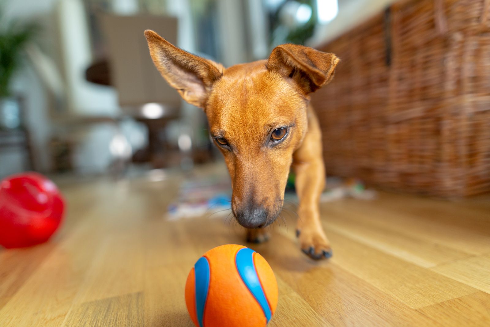 Mascotas: 7 Ideas de negocio rentables