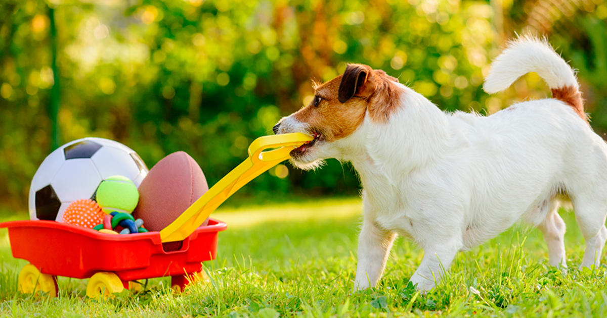 8 Ideas de negocios para mascotas        